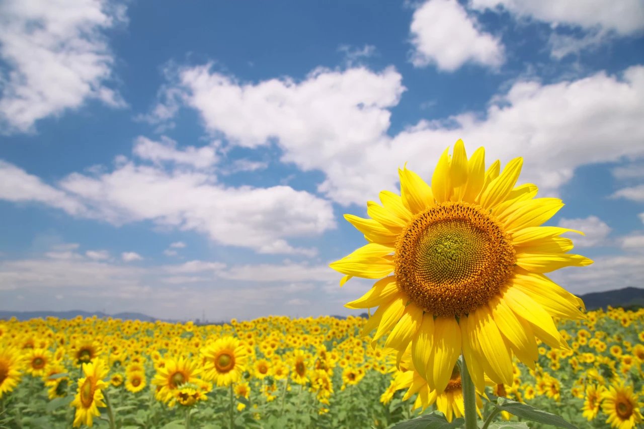 🌳 태양의 광장(카사오카 타이요노 히로바) 이미지 5